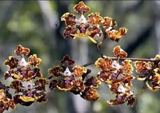 Trichocentrum undulatum florid for sale  Homestead