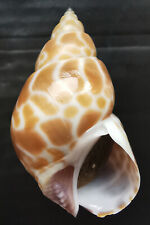 Shell conchiglia babylonia usato  Roma