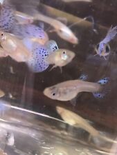 Young pair emerald for sale  WICK