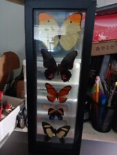 Butterfly display 5 for sale  Shipping to Ireland