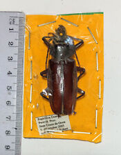 Prioninae STENODENTES EXSERTUS*****male   58 mm*****Dom.Rep. for sale  Shipping to South Africa