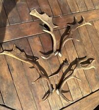 Red dear antlers for sale  GUILDFORD
