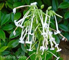 5500x nicotiana sylvestris for sale  DEWSBURY