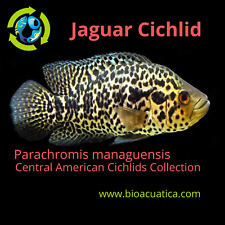 Jaguar cichlid unsexed for sale  Wimauma