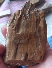 Oise fossilized wood d'occasion  Expédié en Belgium