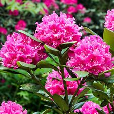 Rhododendron rocket pink for sale  UK