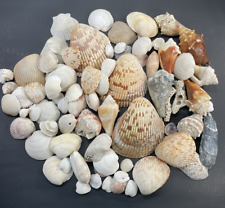 Seashells lot assorted for sale  Tampa