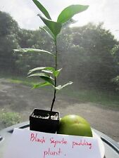 Seedling black sapote for sale  Fort Lauderdale