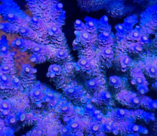 Rainbow tenuis acropora for sale  HORSHAM