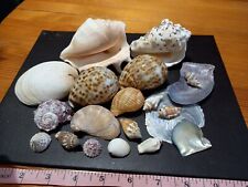 Beautiful shells assorted for sale  CHRISTCHURCH
