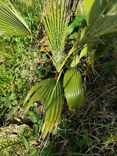 Palma Washingtonia filifera, Nr.5 pz di 2/3 anni foto reali.  usato  Latina