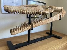 Mosasaurus schädel saurier gebraucht kaufen  Fürstenwalde/Spree