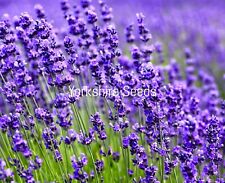 500x organic lavender for sale  DEWSBURY