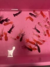 Assorted fancy goldfish for sale  Perris