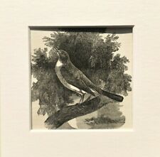 Nightingale warbler bird for sale  NORWICH