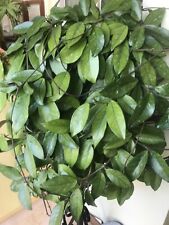 Rooted hoya carnosa for sale  LINCOLN