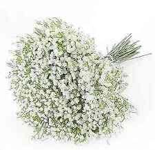 Pcs babys breath for sale  Shipping to Ireland
