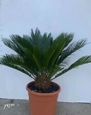 Usato, pianta cycas revoluta in vaso. ( foto reale ).  usato  Formia