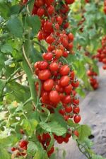 Tomatensamen italienische sort gebraucht kaufen  Beilngries