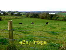 Photo 6x4 cattle for sale  FAVERSHAM