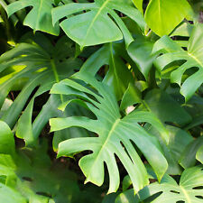 Monstera swiss cheese for sale  UK