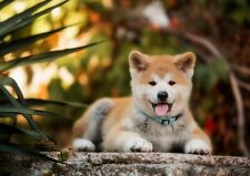 Cute akita puppy for sale  SELBY