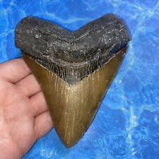 huge megalodon tooth for sale  Charlotte