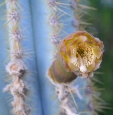 CACTUS AZUL pilosocereus ORIGINAL true  blue cactus cacti  semillas frescas  segunda mano  San Fernando