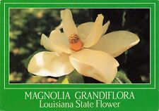Louisiana state flower for sale  Bella Vista