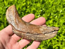 Rare fossil tylosaurus for sale  Coppell