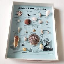 Marine shell collection for sale  Grand Haven