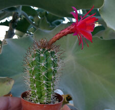Borzicactus hutchisonii cactus d'occasion  Servian