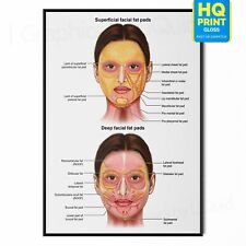 Face anatomy facial for sale  LONDON
