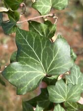 English ivy cuttings for sale  Angola