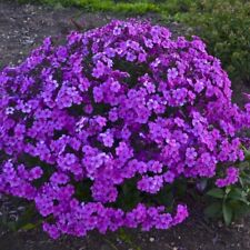 Tall cushion phlox for sale  Holland