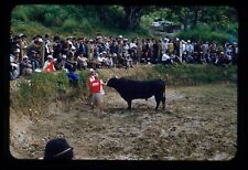 c1950 Naha Regatta Bulls Fighting Japan Red Boarder Kodachrome 9 comprar usado  Enviando para Brazil