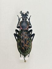 Used, Entomology Taxidermy: Coptolabrus Ssp. China A1 for sale  Shipping to South Africa