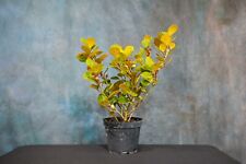 Mistletoe fig ficus for sale  North Fort Myers
