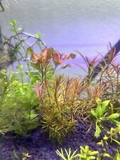 Stems rotala enie for sale  Denton