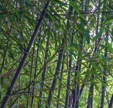 Black bamboo true for sale  Shingletown