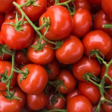Tomato ailsa craig for sale  BURTON-ON-TRENT
