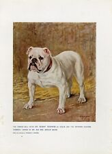 English bulldog ch. for sale  COLEFORD