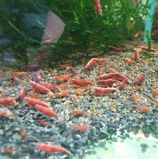 Sakura red shrimp for sale  Ireland