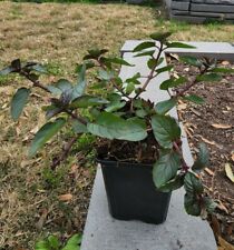 Spearmint plant rooted for sale  Richmond