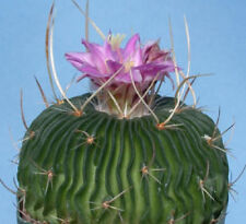 Stenocactus multicostatum exotic looking spines spine cactus rare seed 50 SEEDS for sale  Shipping to South Africa