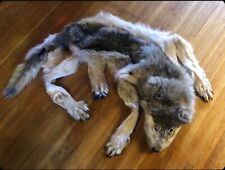 Taxidermy timber wolf for sale  Palm Beach Gardens