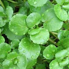 Organic watercress 400 for sale  GRIMSBY