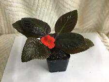 Episcia brown beauty for sale  Mascoutah