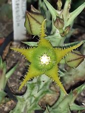 Angolluma (Caralluma) dummeri. Tipo: 013/3 não Huernia, Stapelia, Duvalia, Orbea comprar usado  Enviando para Brazil