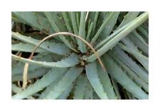 Used, 10x Hechtia Podantha Bromeliad Garden Plants - Seeds ID580 for sale  Shipping to South Africa
